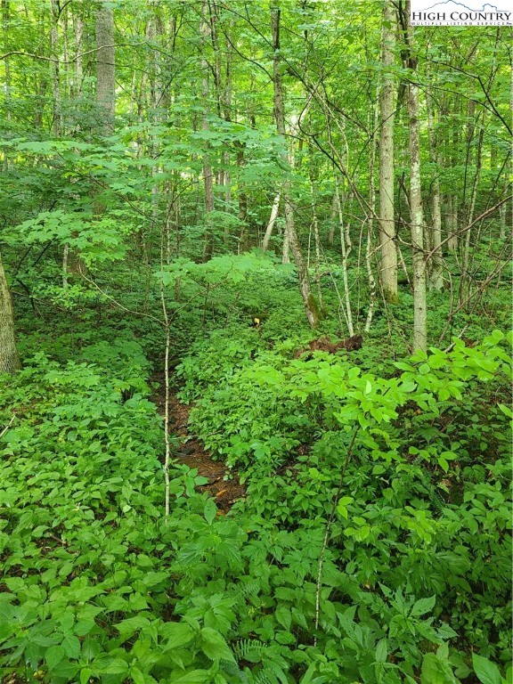2085 Ball Branch Road Boone, NC 28607 - Photo 5 of 8 a view of a lush green forest