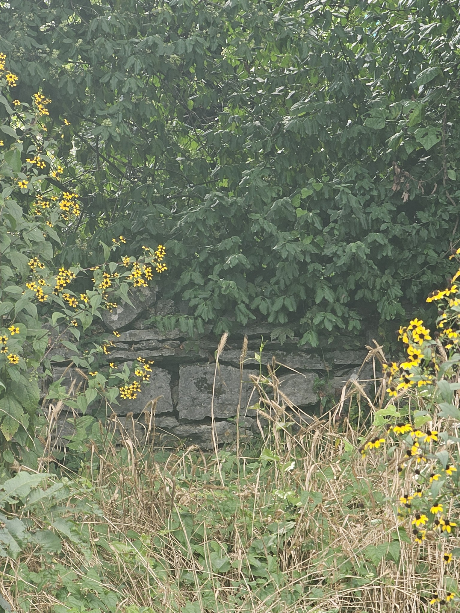 0 Cedar Circle Mulberry, TN 37359 - Photo 2 of 2