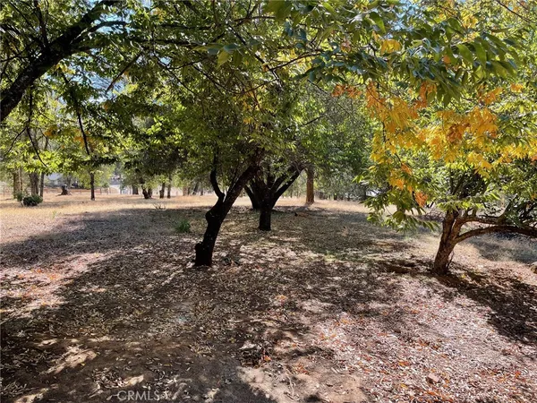 a view of some trees in the forest