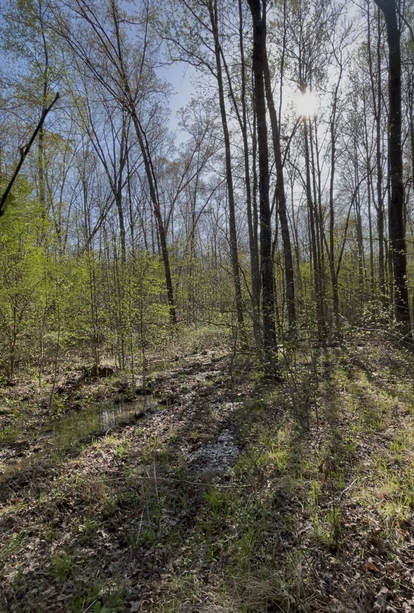 0 Webb Rd Extension Summertown, TN 38483 - Photo 13 of 29 a view of a forest with trees