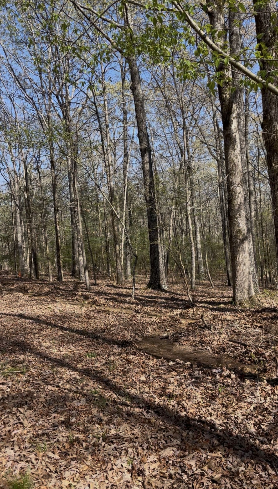 0 Webb Rd Extension Summertown, TN 38483 - Photo 14 of 29 a backyard of a house with trees