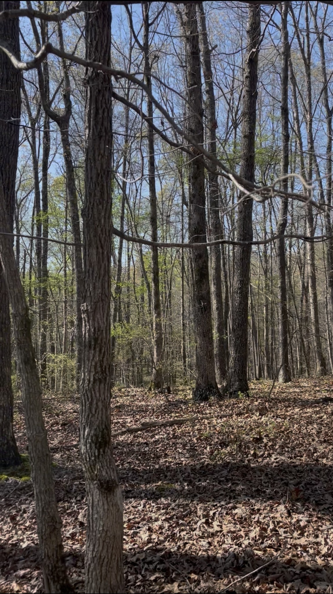 0 Webb Rd Extension Summertown, TN 38483 - Photo 15 of 29 a view of outdoor space with wooden fence