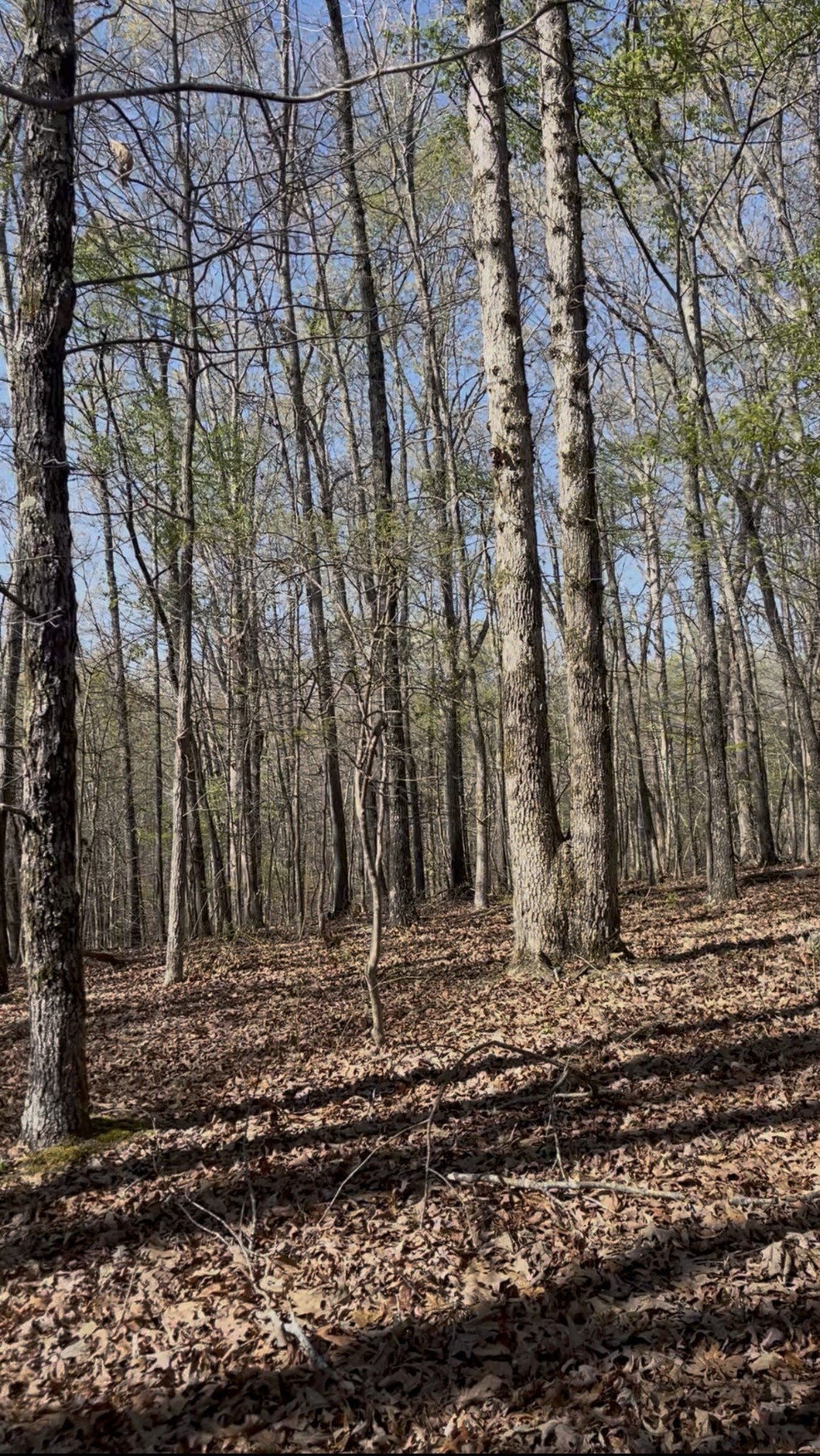 0 Webb Rd Extension Summertown, TN 38483 - Photo 16 of 29 a view of a backyard with trees