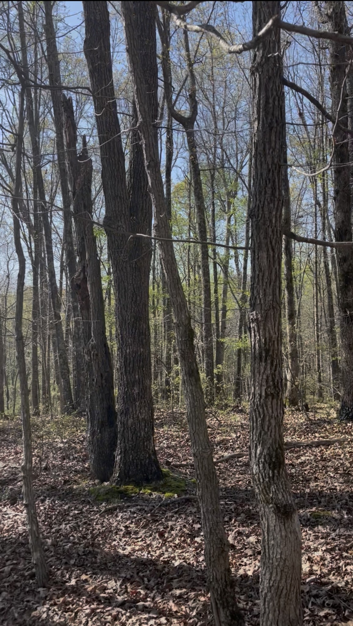 0 Webb Rd Extension Summertown, TN 38483 - Photo 17 of 29 a backyard of a house with lots of green space