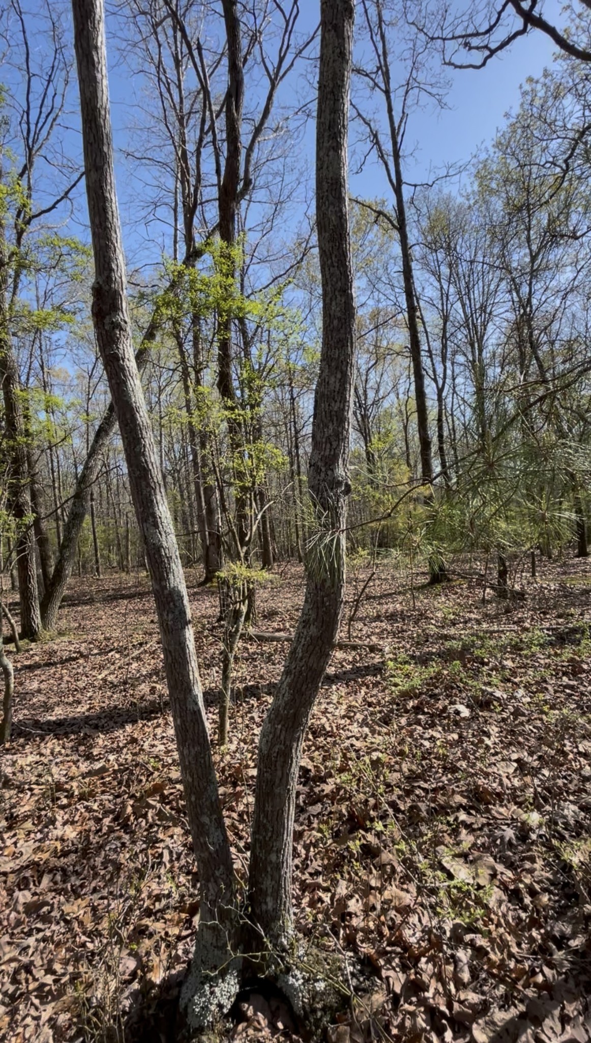 0 Webb Rd Extension Summertown, TN 38483 - Photo 19 of 29 a view of a yard