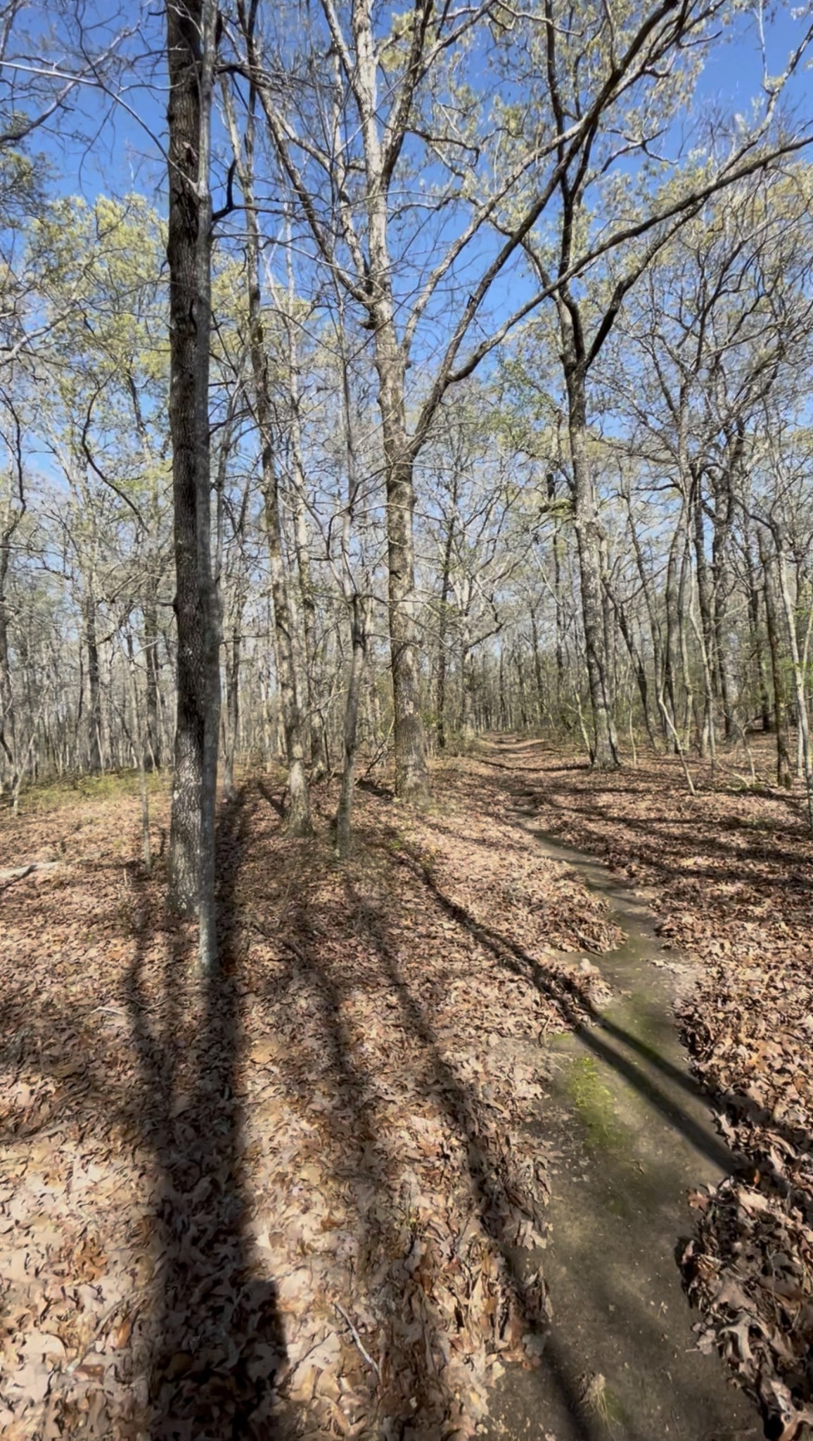 0 Webb Rd Extension Summertown, TN 38483 - Photo 20 of 29 a view of a yard with trees