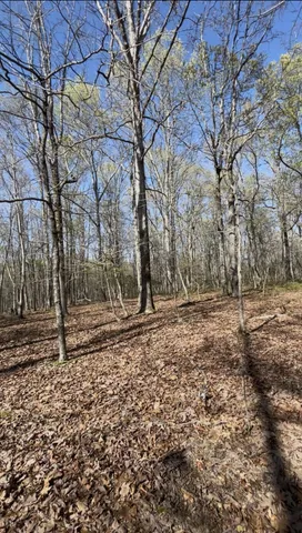 a view of a yard with trees