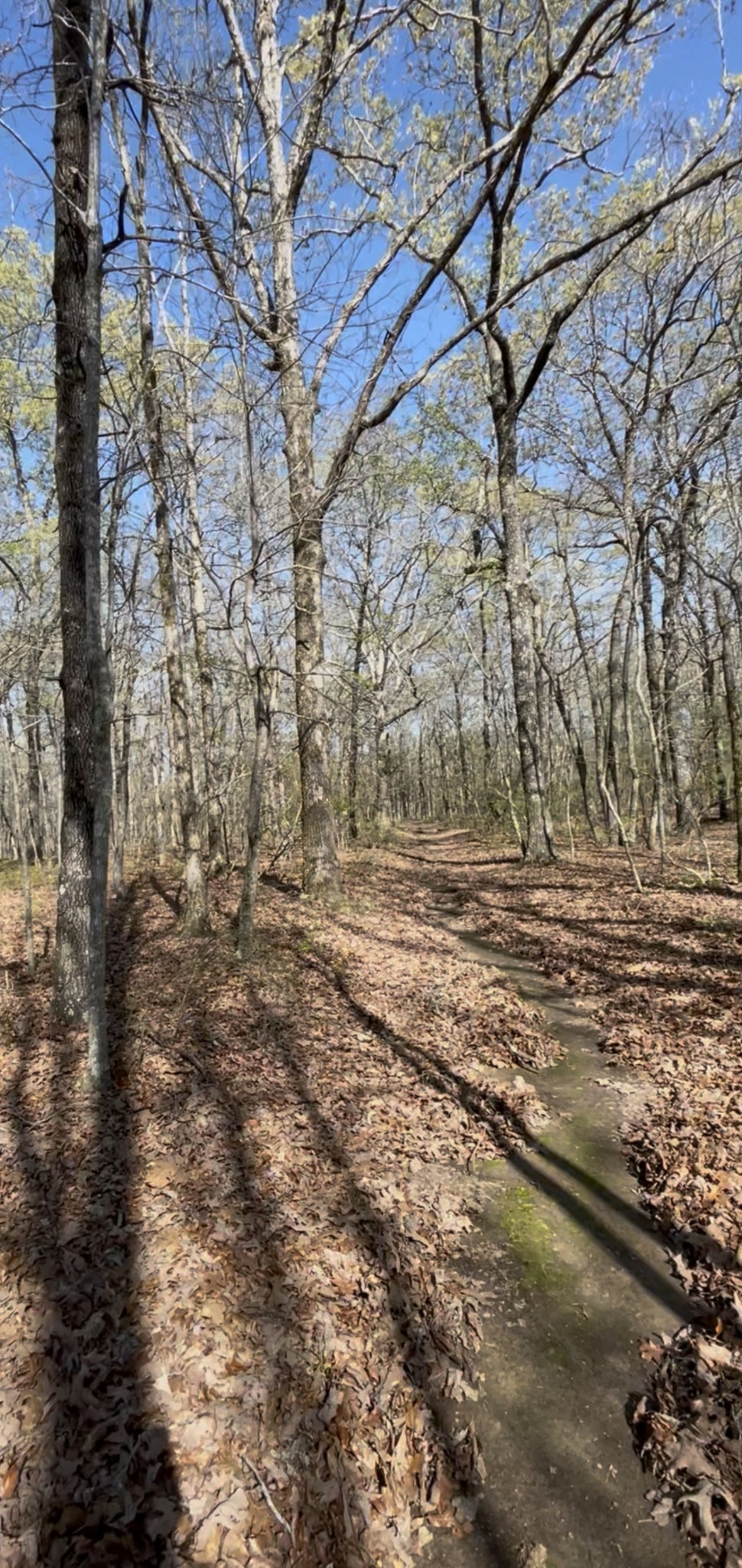0 Webb Rd Extension Summertown, TN 38483 - Photo 22 of 29 a view of yard