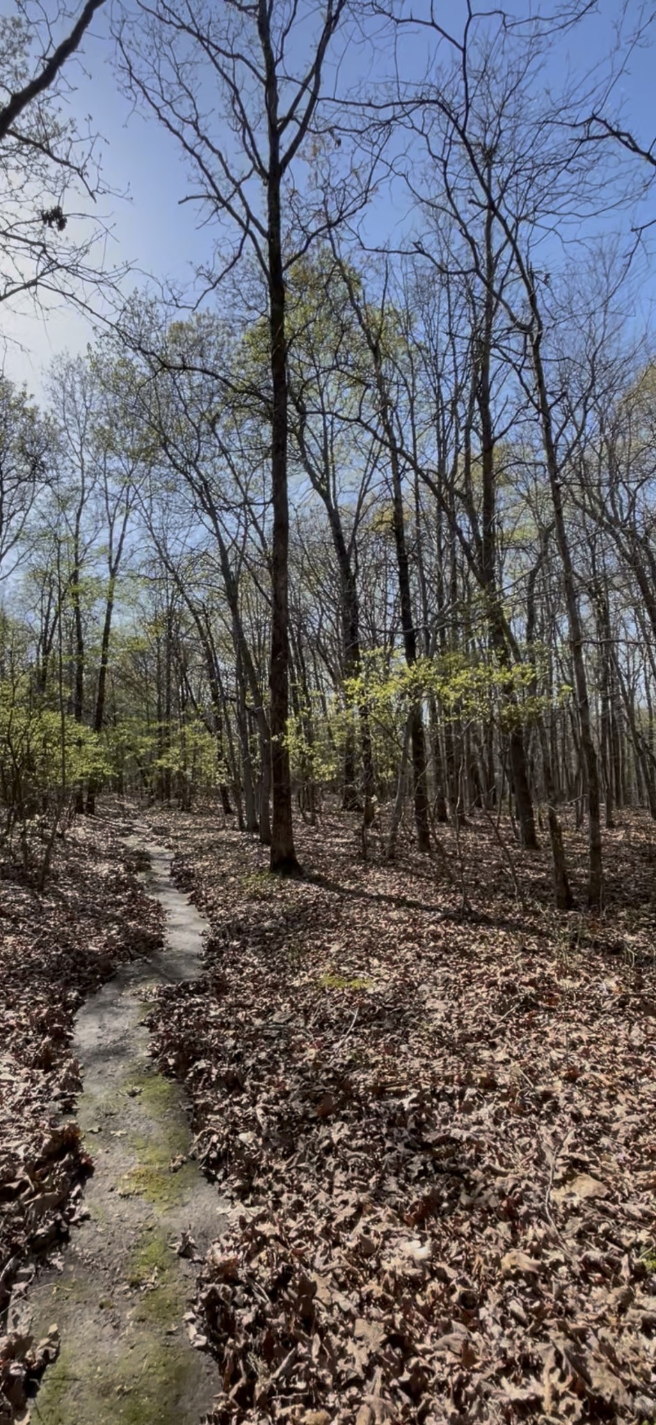 0 Webb Rd Extension Summertown, TN 38483 - Photo 24 of 29 a view of a yard with plants and trees