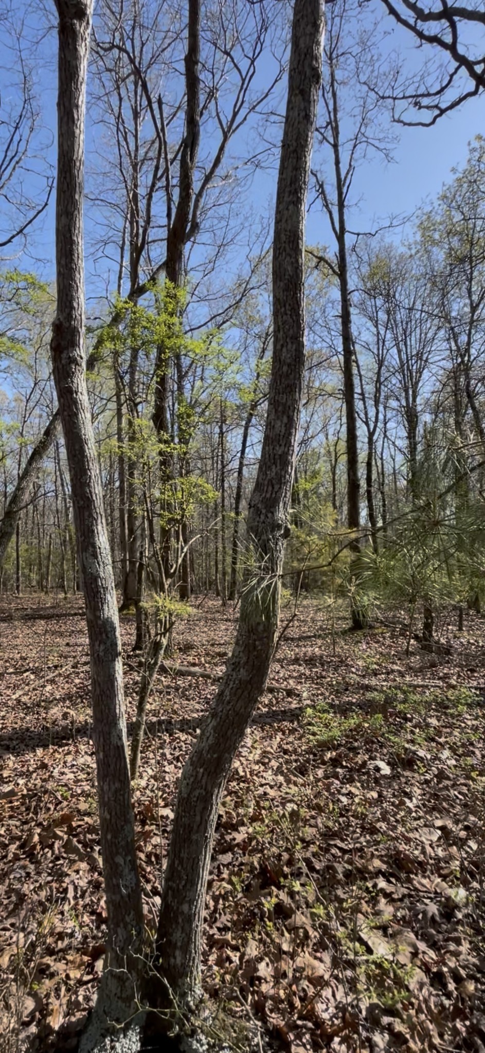 0 Webb Rd Extension Summertown, TN 38483 - Photo 25 of 29 a view of a yard