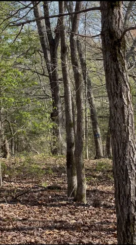 a view of a forest with trees