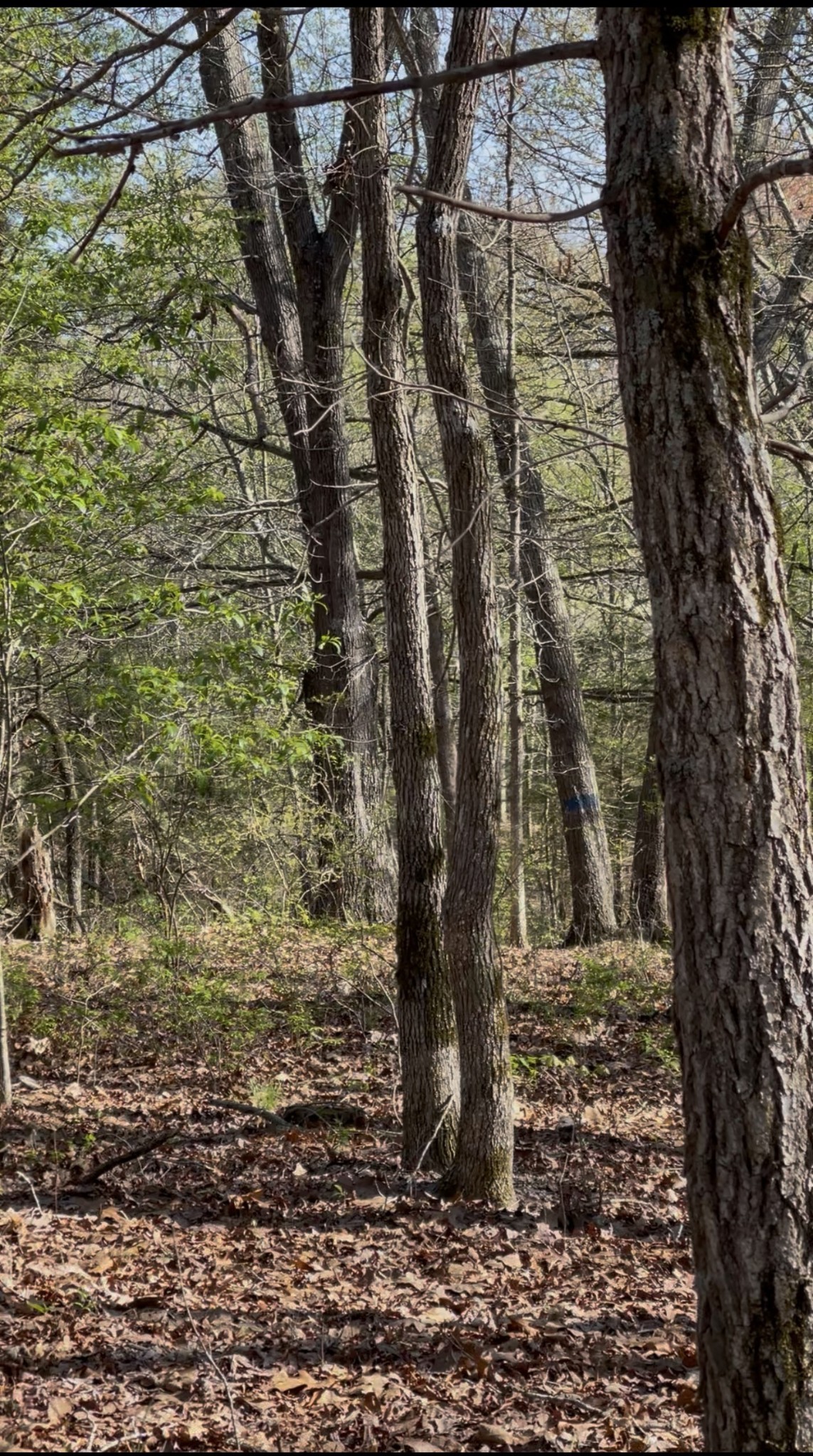 0 Webb Rd Extension Summertown, TN 38483 - Photo 26 of 29