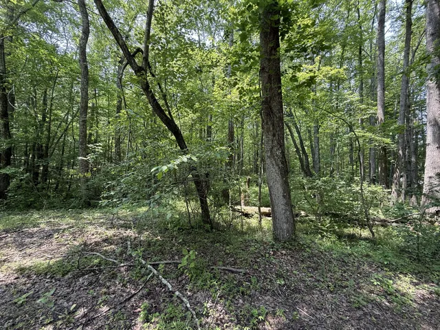 a view of a forest with trees