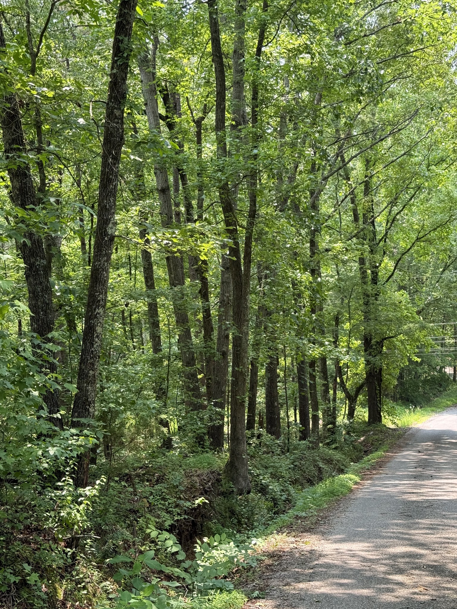 0 Webb Rd Extension Summertown, TN 38483 - Photo 28 of 29 a view of a forest with trees