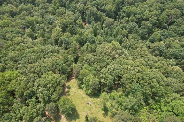 a view of a lush green forest