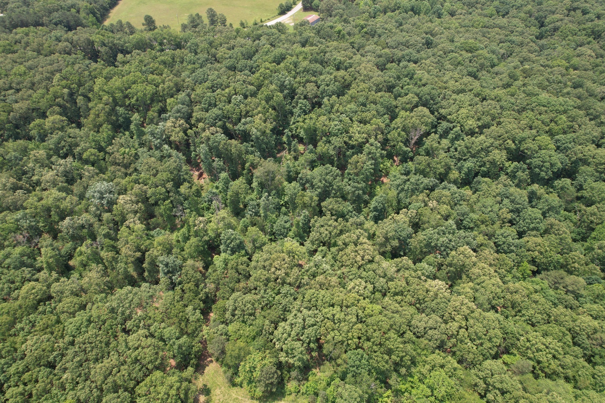 0 Webb Rd Extension Summertown, TN 38483 - Photo 4 of 29 a view of a large yard with lots of green space