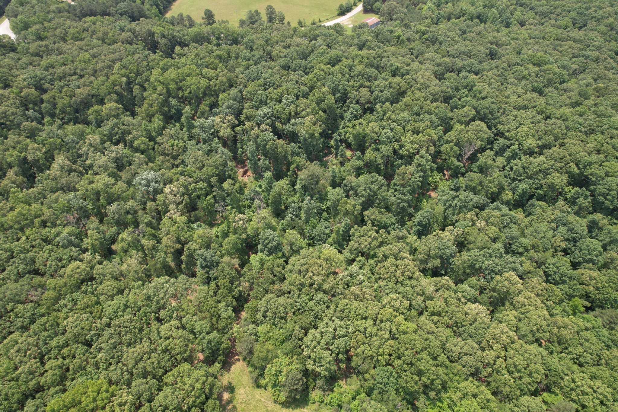 0 Webb Rd Extension Summertown, TN 38483 - Photo 5 of 29 a view of a large yard with lots of green space