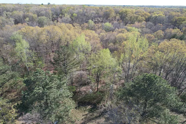 a view of a forest with trees in the background