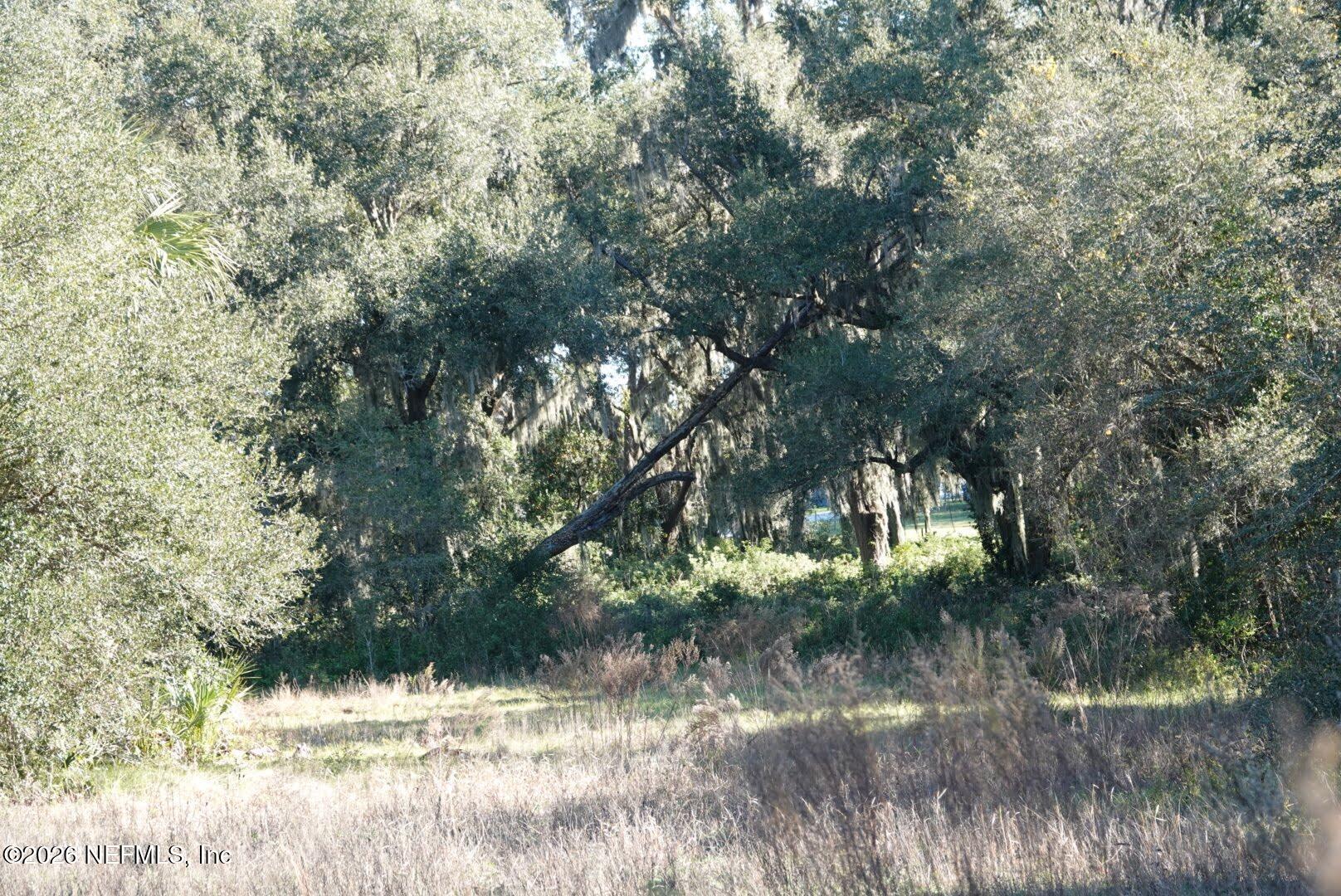 525 Raulerson Road Seville, FL 32190 - Photo 14 of 32 a view of a yard with large tree