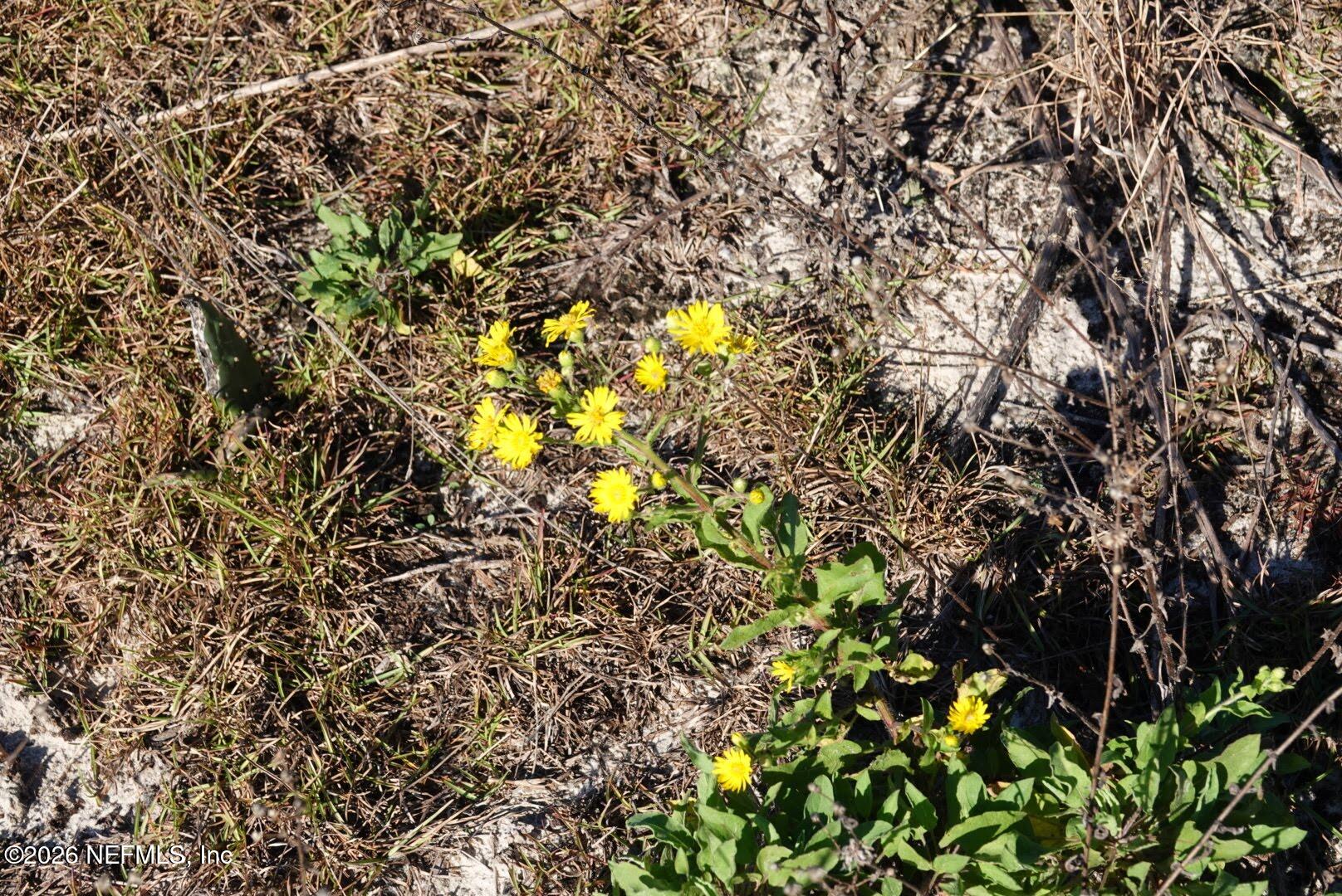 525 Raulerson Road Seville, FL 32190 - Photo 15 of 32 a view of a tree