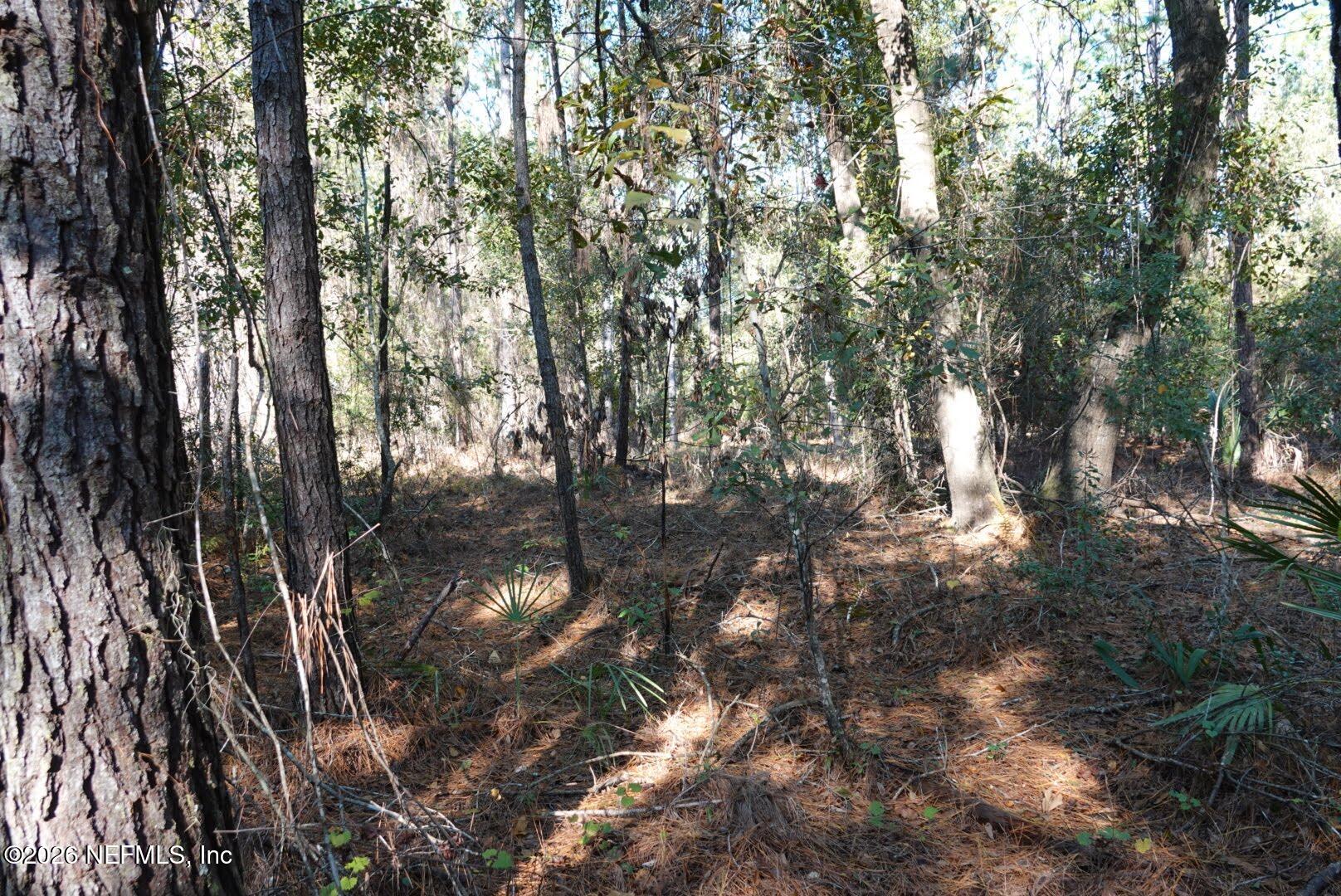 525 Raulerson Road Seville, FL 32190 - Photo 17 of 32 a view of a tree in a yard