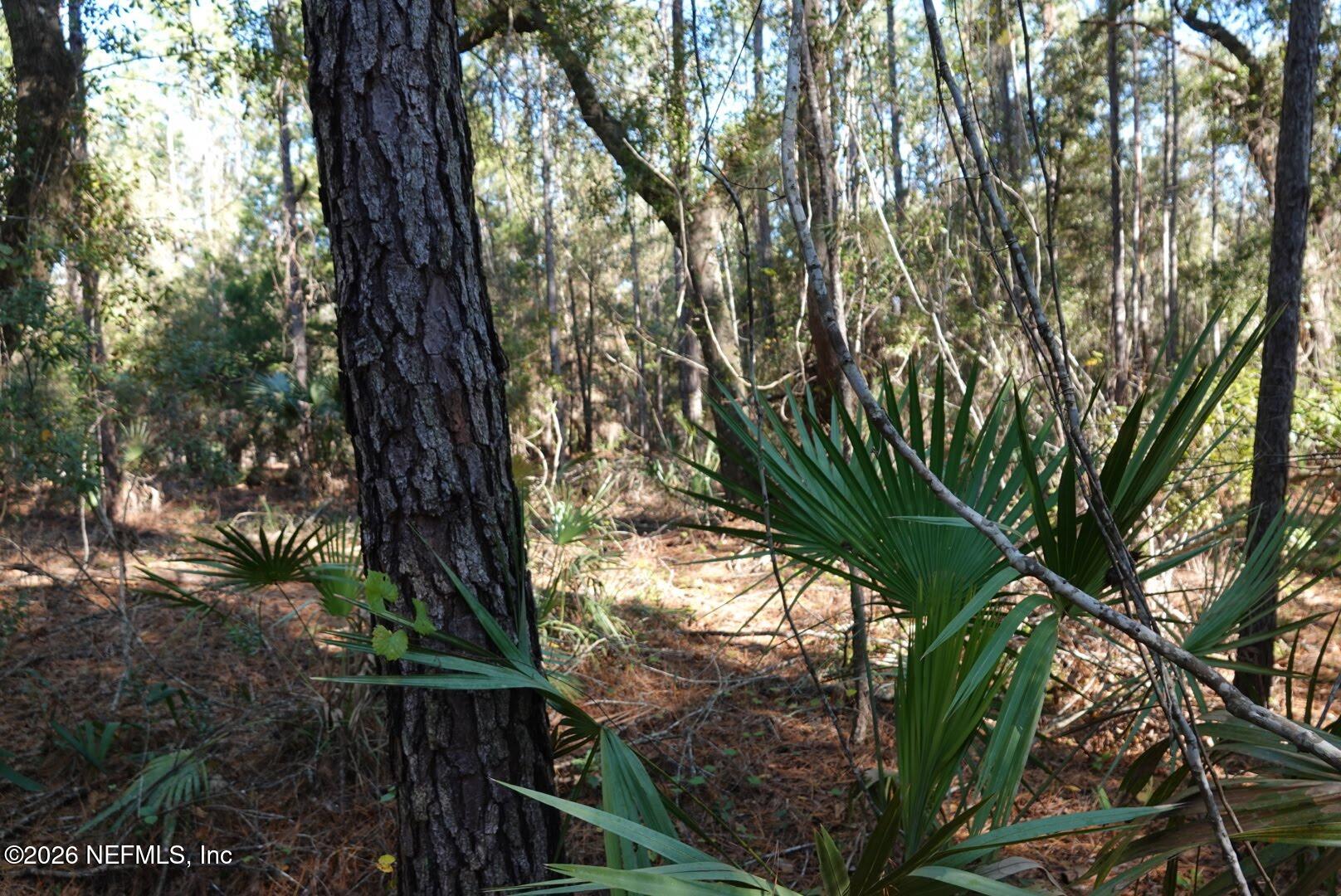 525 Raulerson Road Seville, FL 32190 - Photo 18 of 32 a view of a tree in a yard
