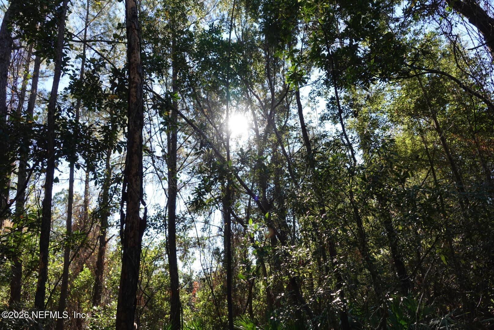 525 Raulerson Road Seville, FL 32190 - Photo 19 of 32 a view of tree
