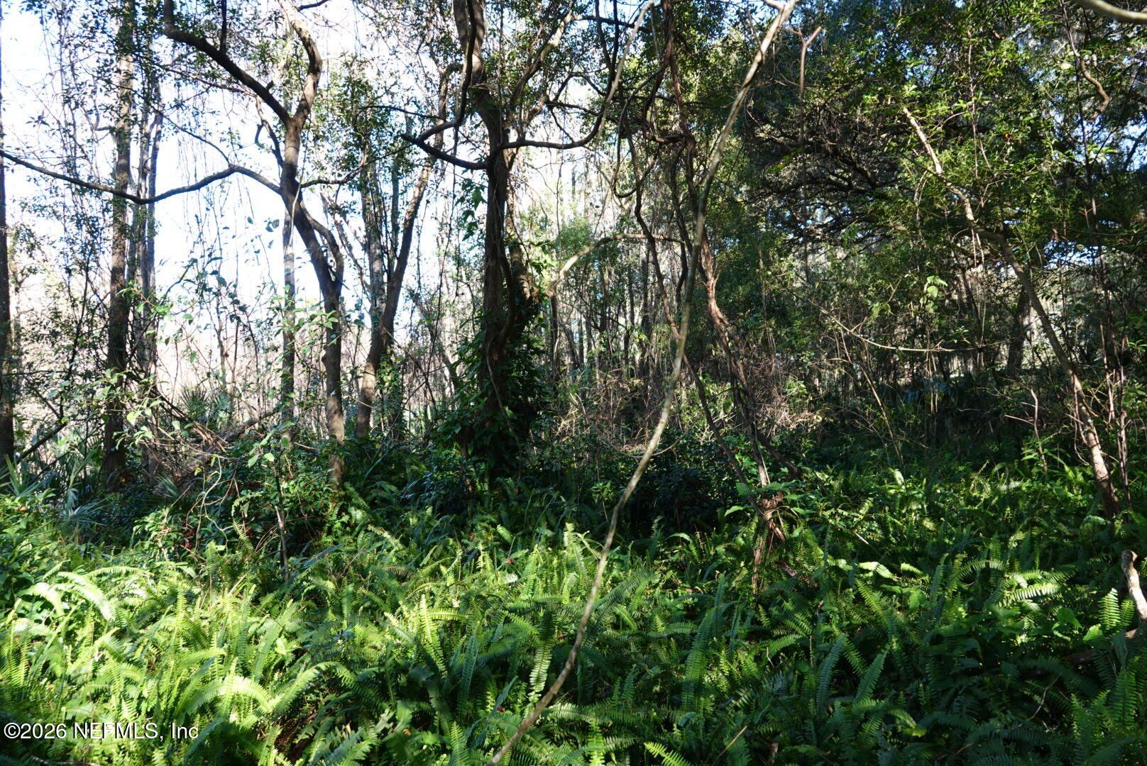 525 Raulerson Road Seville, FL 32190 - Photo 21 of 32 a view of a forest with lots of trees