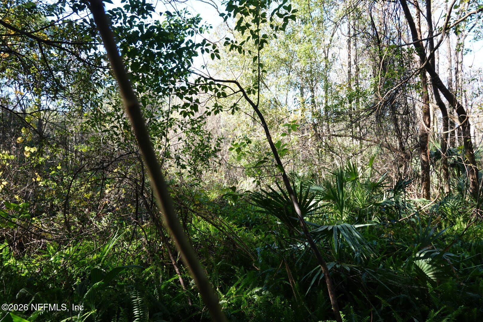 525 Raulerson Road Seville, FL 32190 - Photo 23 of 32 a view of tree