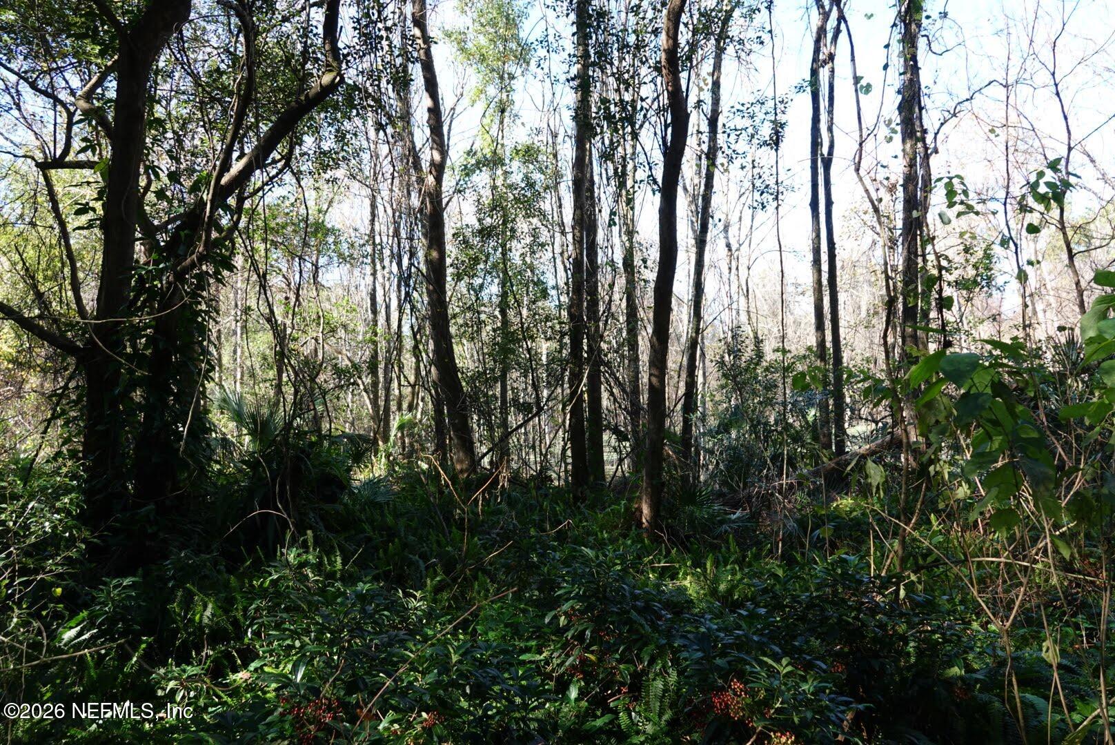 525 Raulerson Road Seville, FL 32190 - Photo 25 of 32 a view of forest