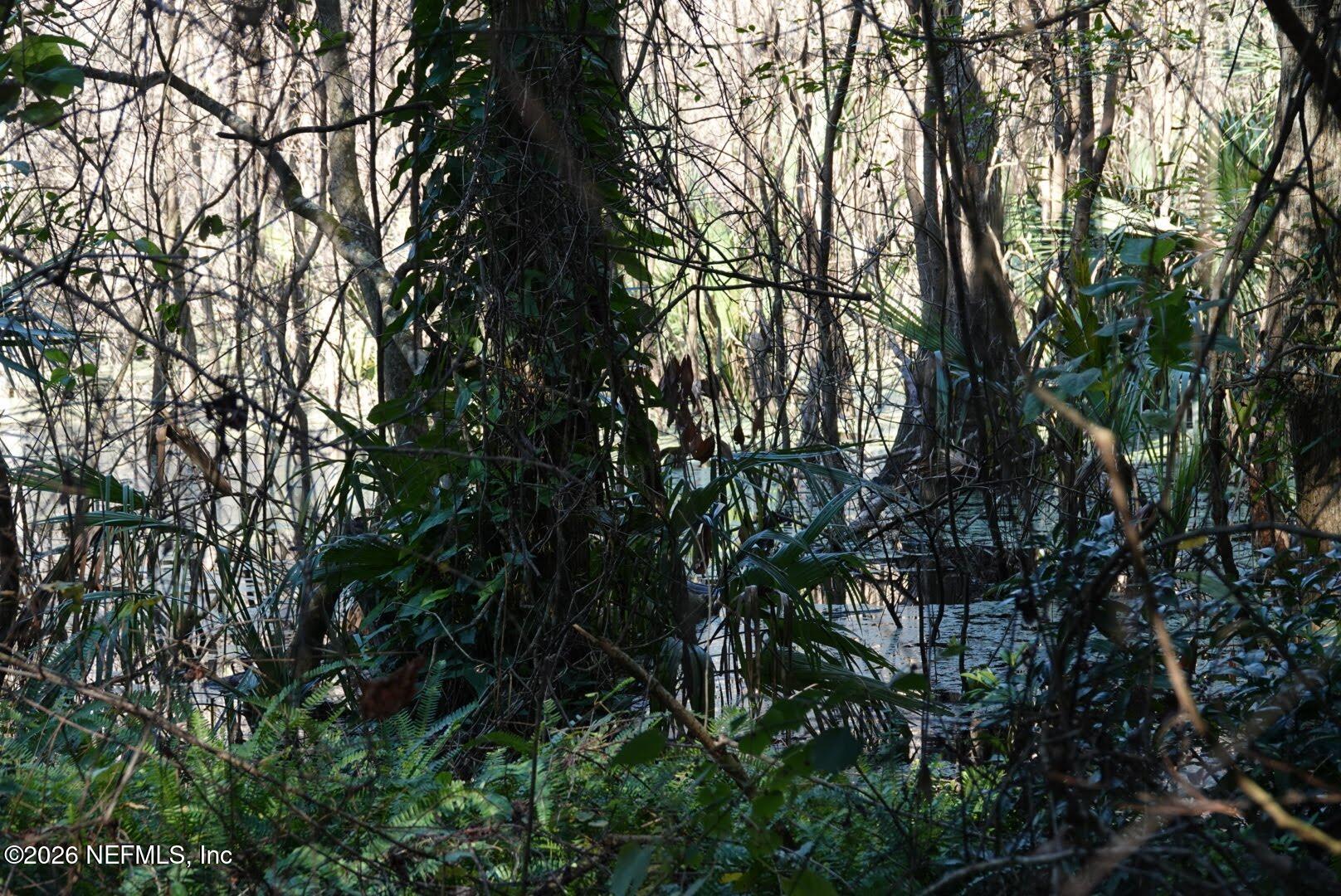 525 Raulerson Road Seville, FL 32190 - Photo 27 of 32 a view of tree