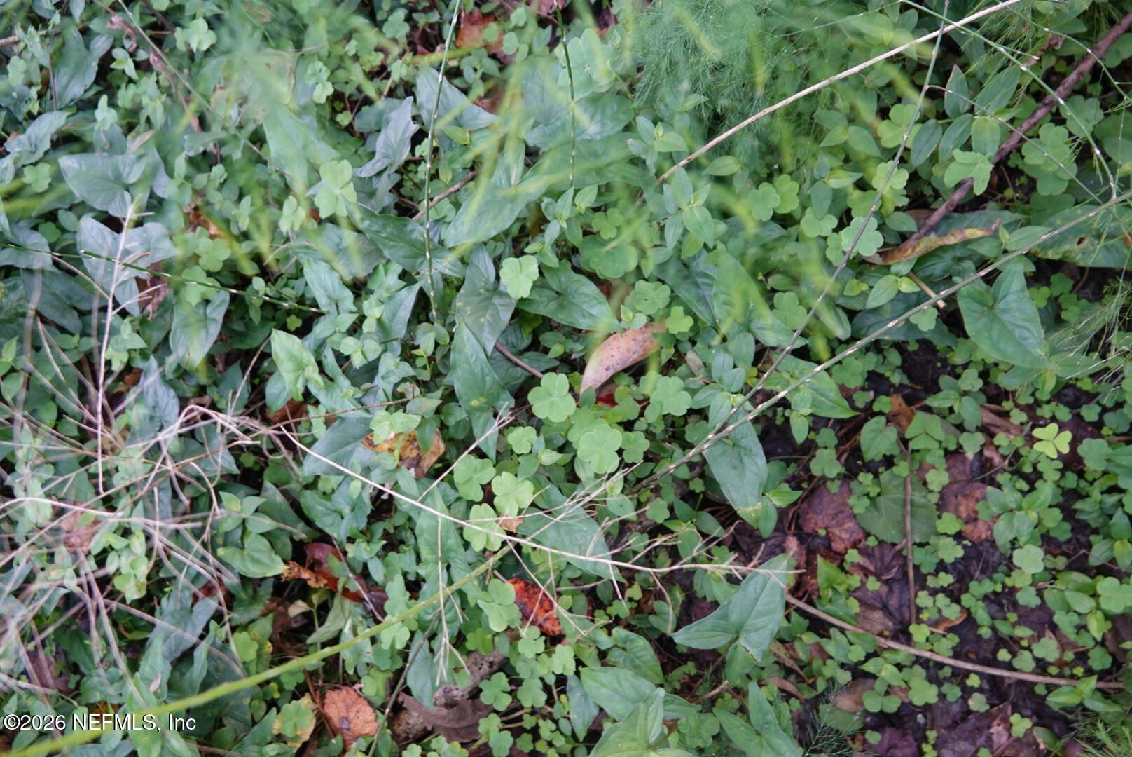 525 Raulerson Road Seville, FL 32190 - Photo 29 of 32 a backyard of a house with lots of green space