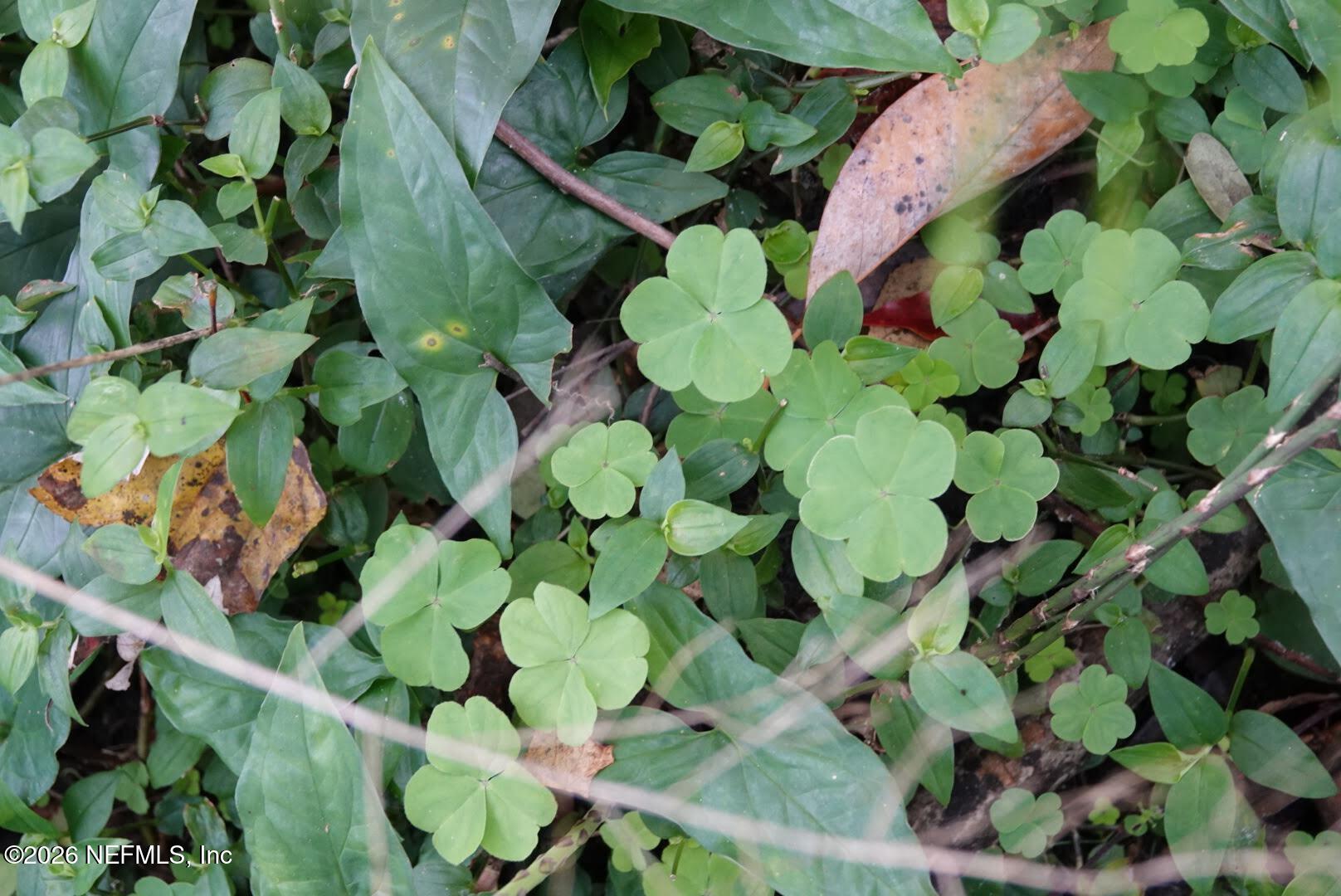 525 Raulerson Road Seville, FL 32190 - Photo 30 of 32