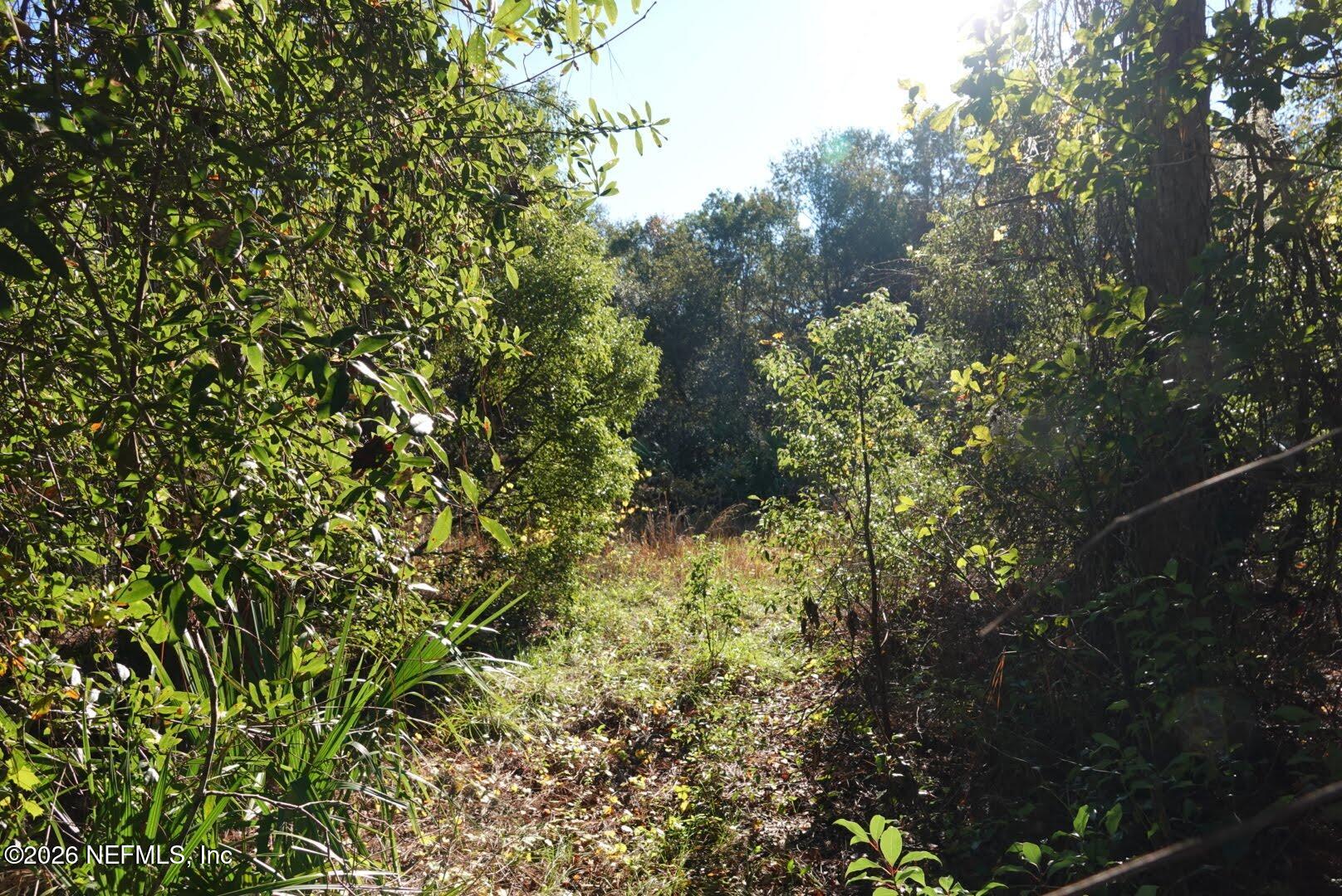 525 Raulerson Road Seville, FL 32190 - Photo 4 of 32 a view of a lush green forest