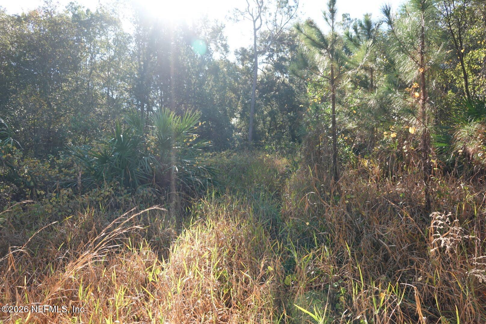 525 Raulerson Road Seville, FL 32190 - Photo 6 of 32 a view of a lake with a forest