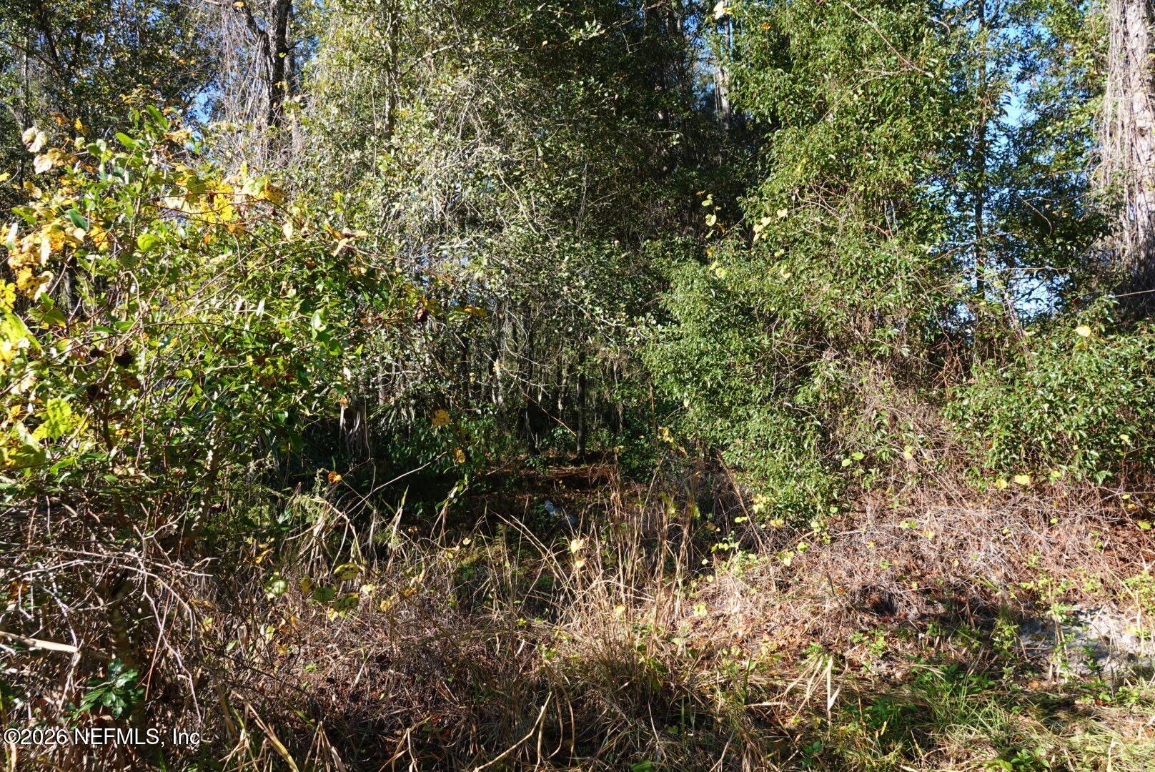525 Raulerson Road Seville, FL 32190 - Photo 7 of 32 a view of a tree