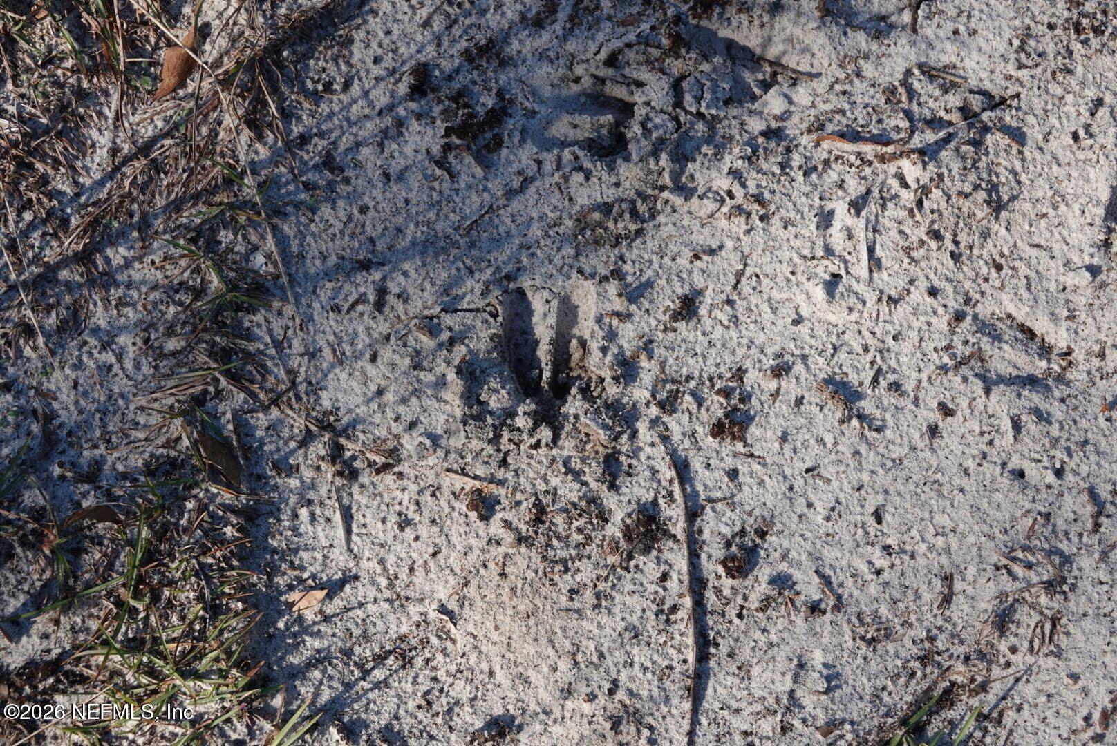 525 Raulerson Road Seville, FL 32190 - Photo 8 of 32