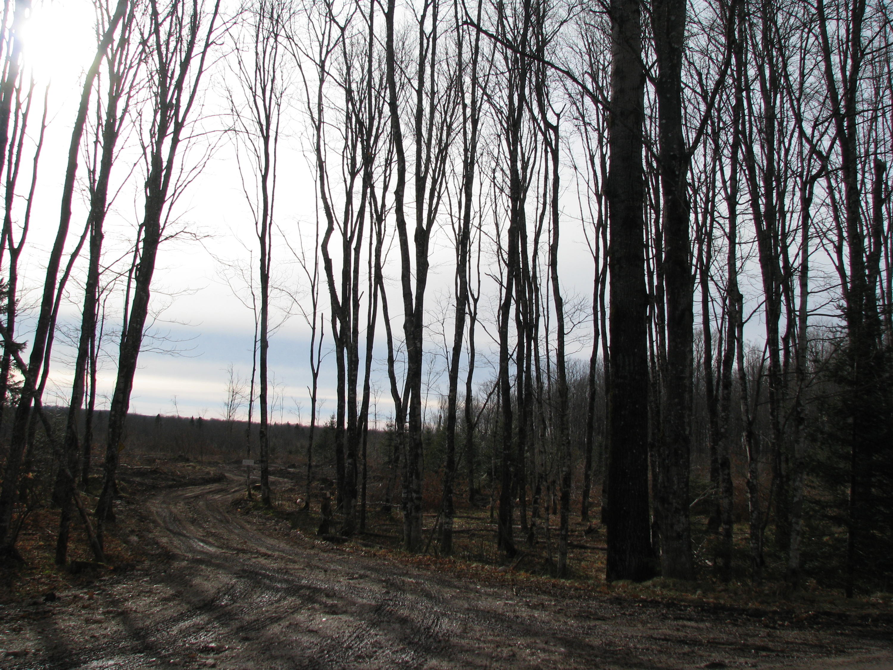 Tbd Tbd Co Road Seney, MI 49883 - Photo 6 of 6 Gallery Image 6