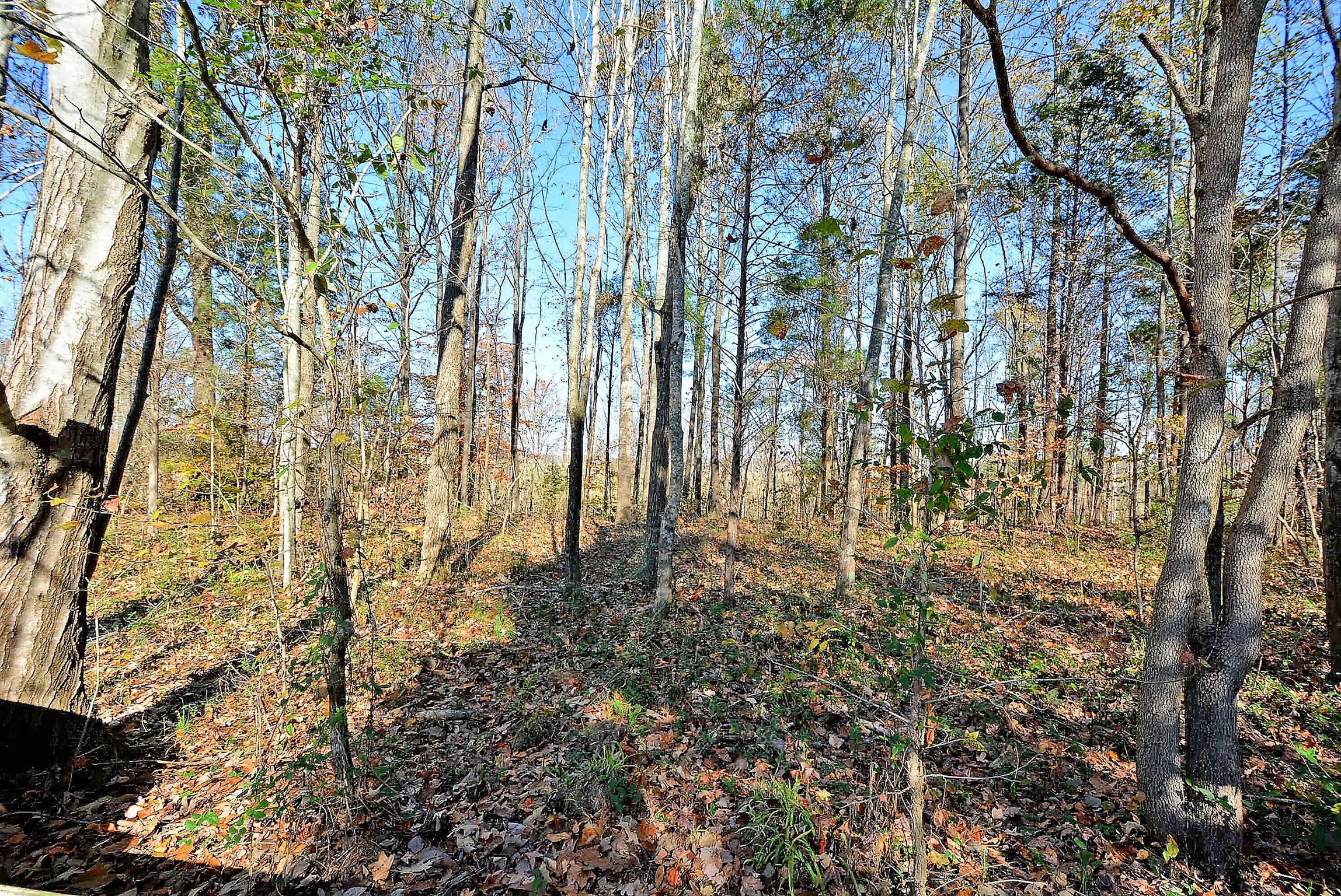 745 Balthrop Road Chapmansboro, TN 37035 - Photo 12 of 14 25 acres of land! Some wooded areas with trails!