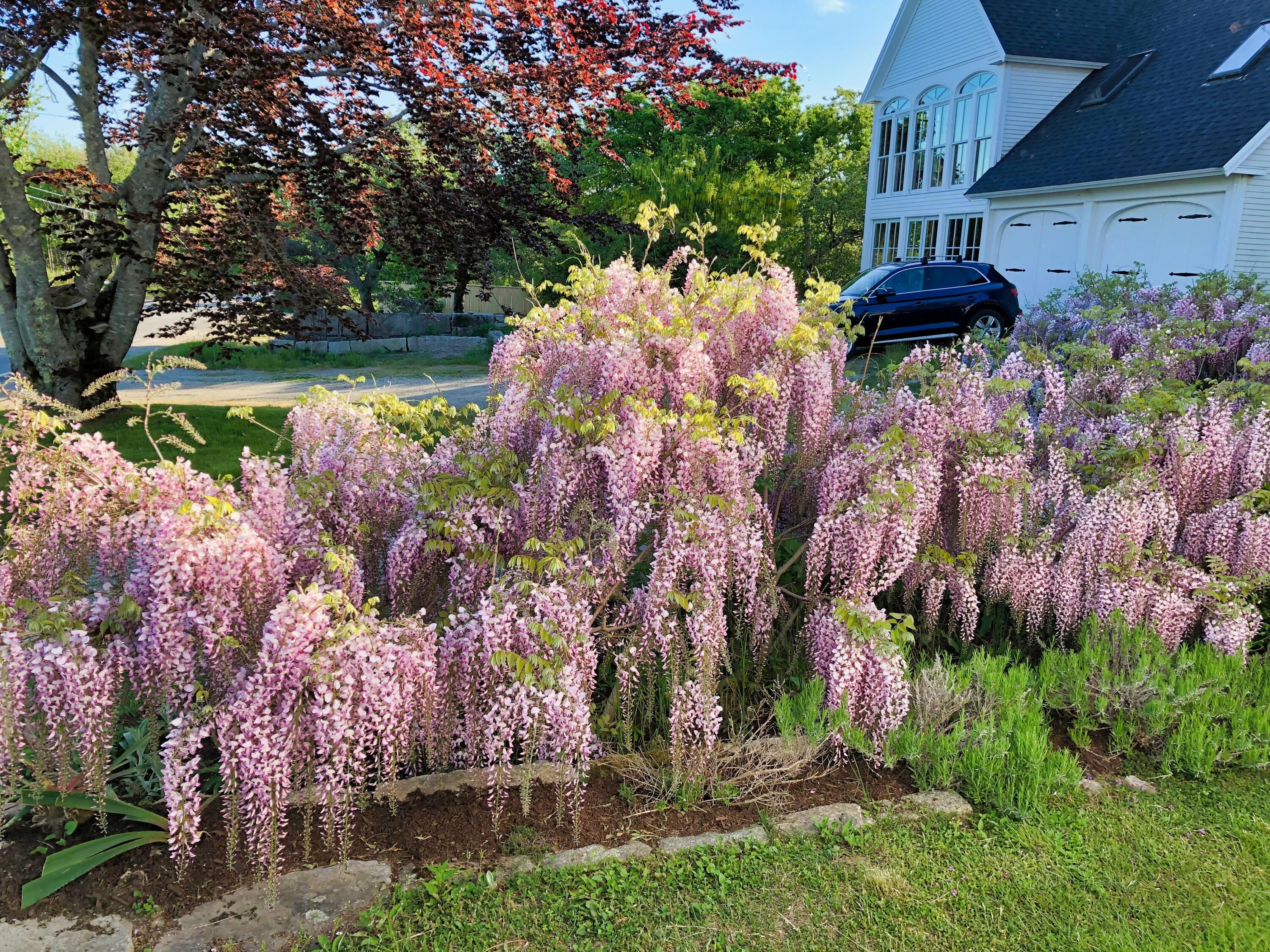251 Reach Road Sedgwick, ME 04676 - Photo 48 of 48 Wisteria in bloom