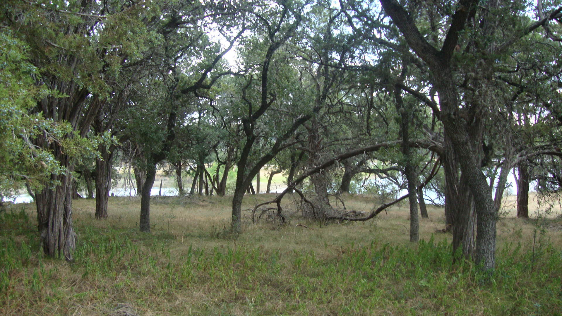 6703 Bar K Ranch Road Lago Vista, TX 78645 - Photo 1 of 3 Mature trees frame a peaceful water view from this shaded, grassy acreage.