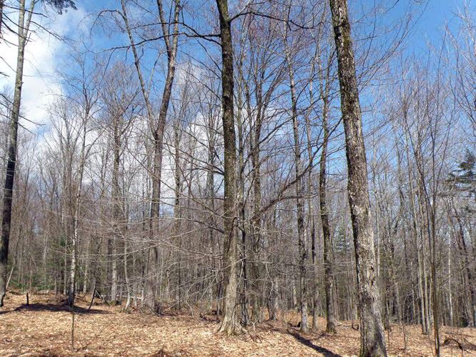 1 Eagle Ledge Road Worcester, VT 05682 - Photo 5 of 9