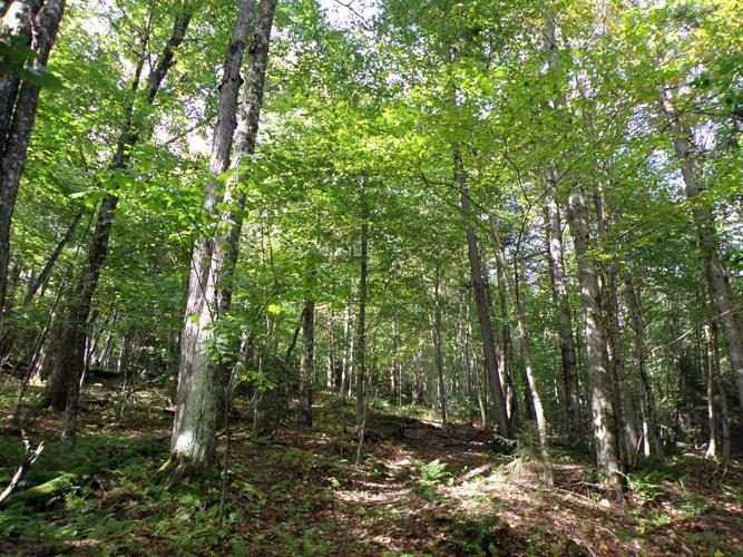 1 Eagle Ledge Road Worcester, VT 05682 - Photo 9 of 9