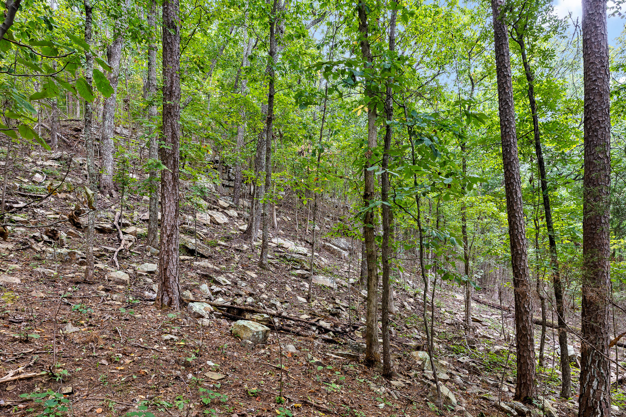0 Bluffs N Road, Unit 10 Guild, TN 37340 - Photo 16 of 21 BluffsRdNorthLot10-9