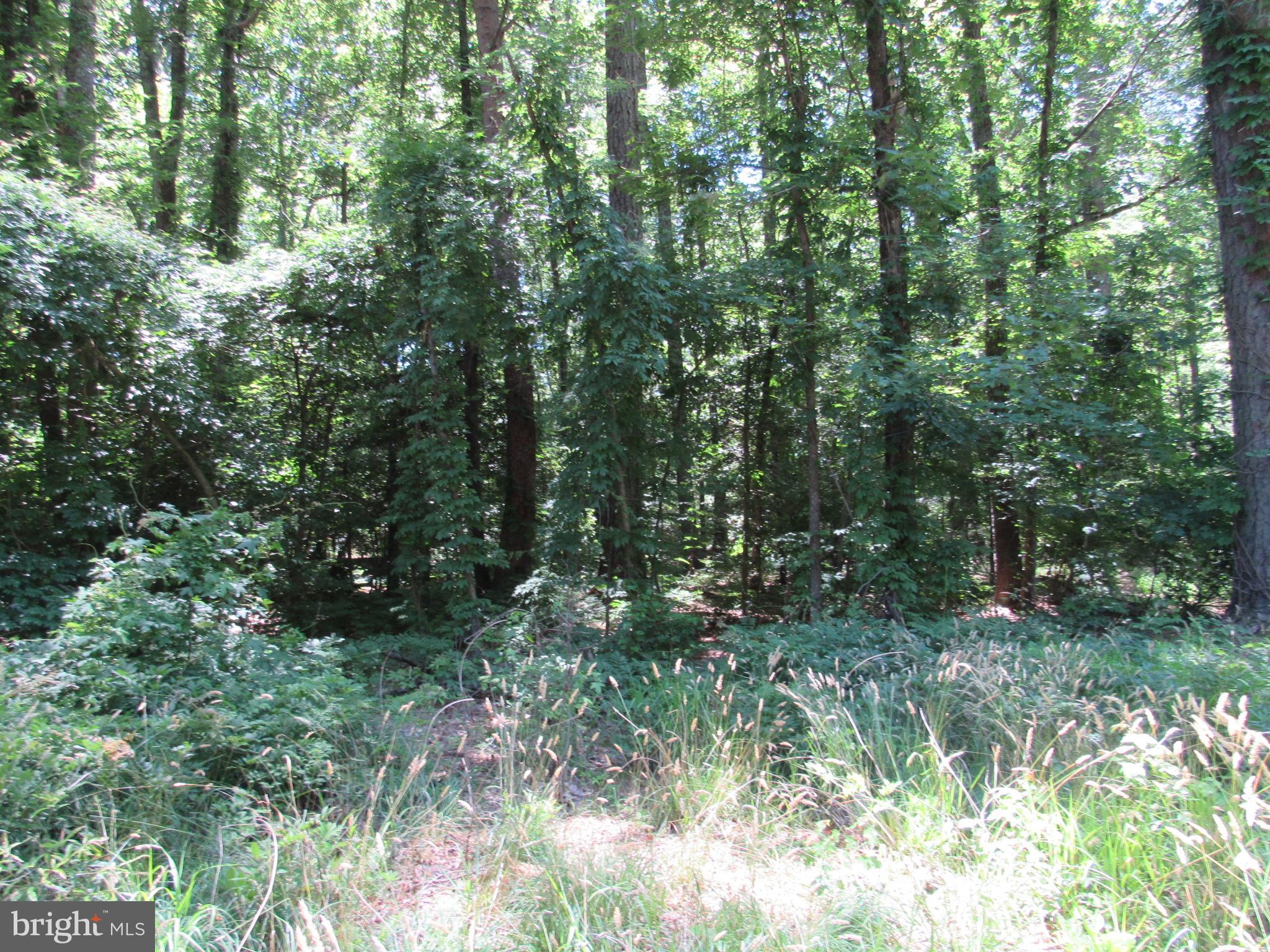 Lot 11 Holly Way Road Colonial Beach, VA 22443 - Photo 7 of 12 Gallery Image 7