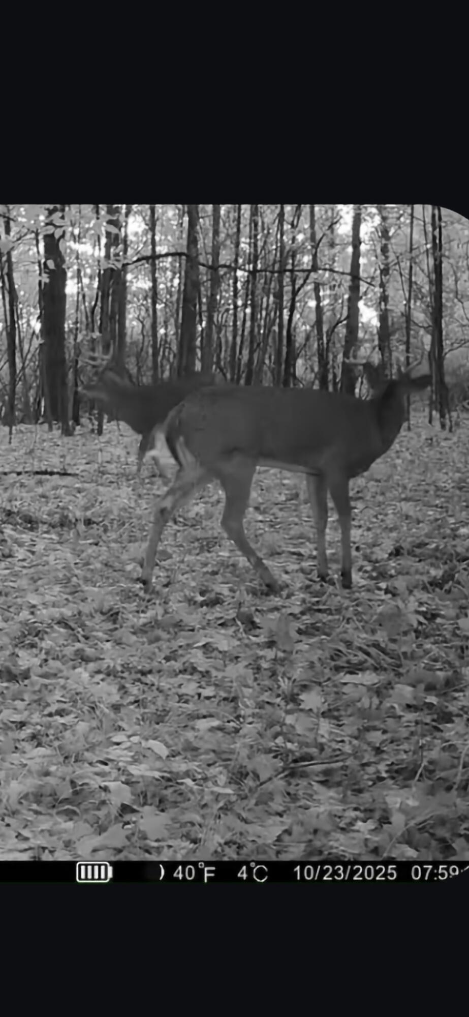 Crystal Road Hubbardston, MI 48845 - Photo 12 of 18 1000009218