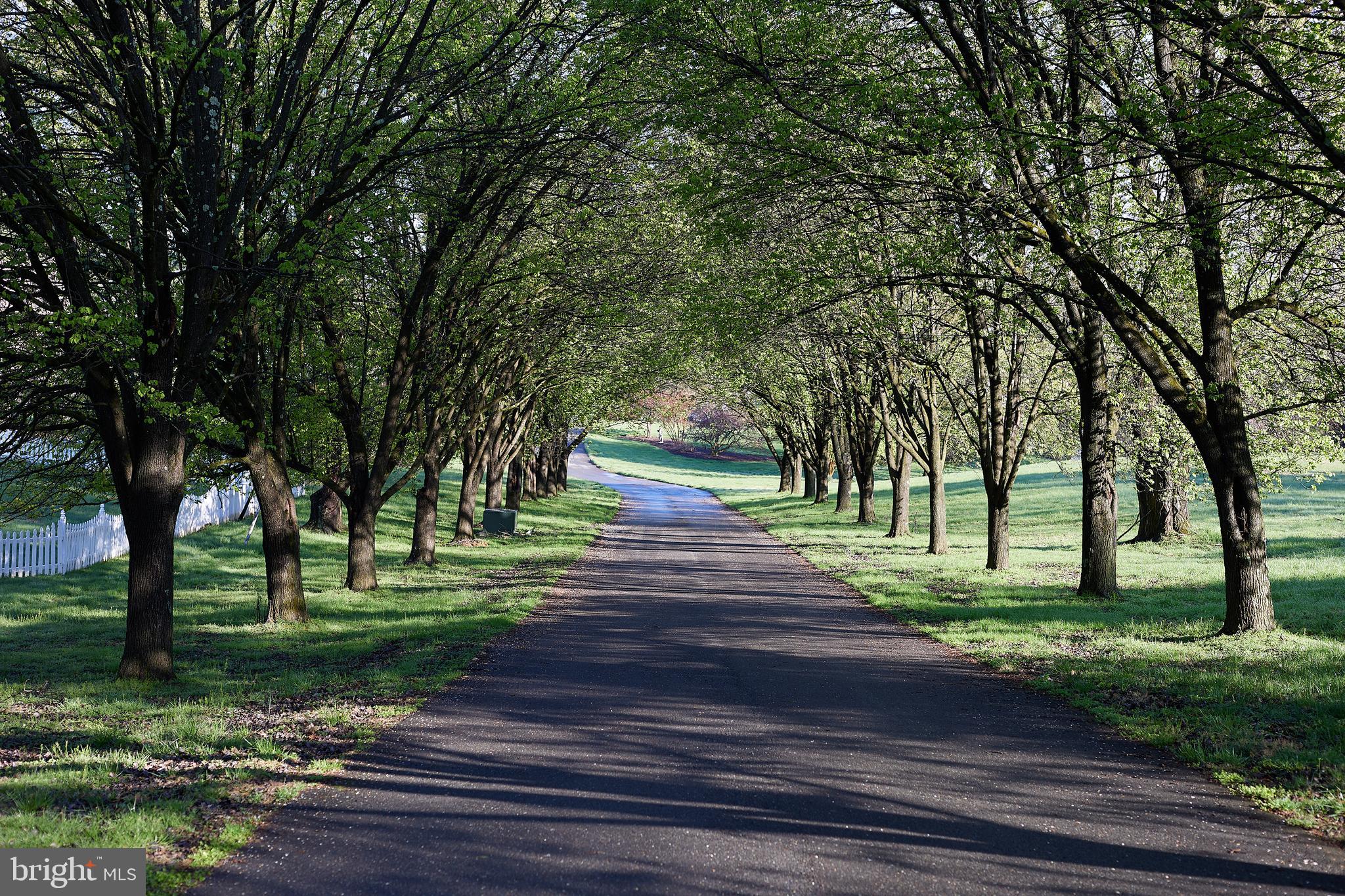 13426 Query Mill Road North Potomac, MD 20878 - Photo 36 of 43 Beautiful Tree Lined Entrance