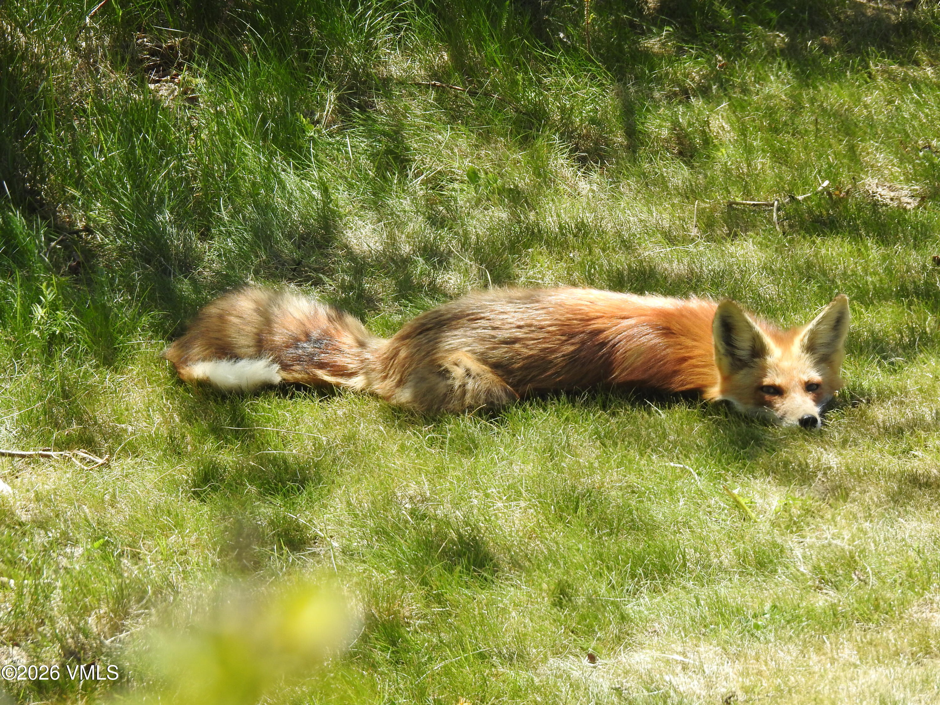 6010 Salt Creek Road Eagle, CO 81631 - Photo 65 of 69 Fox in Yard