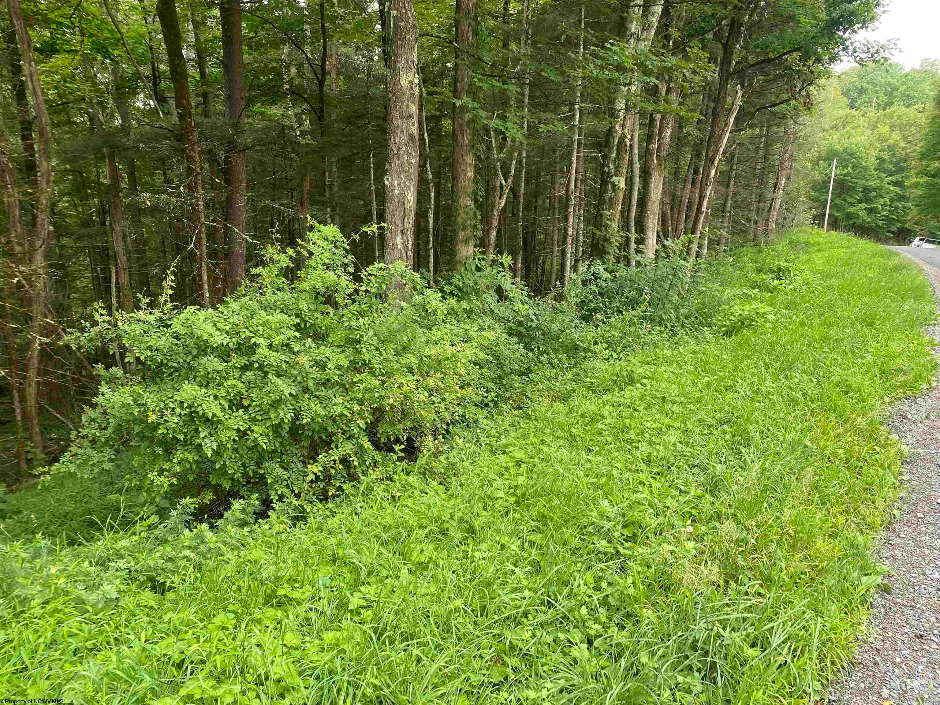 Tbd Limestone Road Parsons, WV 26287 - Photo 6 of 8 Gallery Image 6
