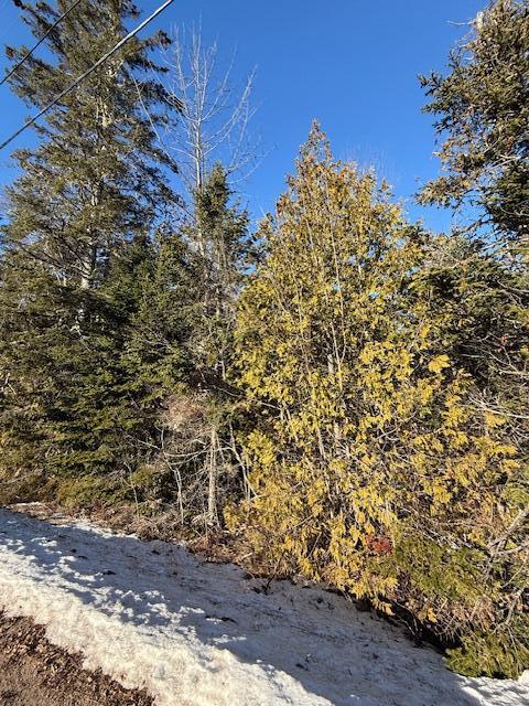 Lot 31 Gin Cove Road Perry, ME 04667 - Photo 11 of 18 IMG_0468 (1)